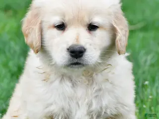 Golden Retriever dogs for sale: Cassandra - Ad 3