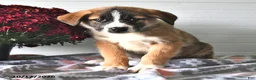 Mixed Breed dogs for sale: Smokey - Ad 3