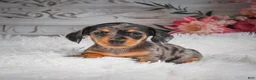 Miniature Dachshund dogs for sale: AKC-Haley - Ad 3