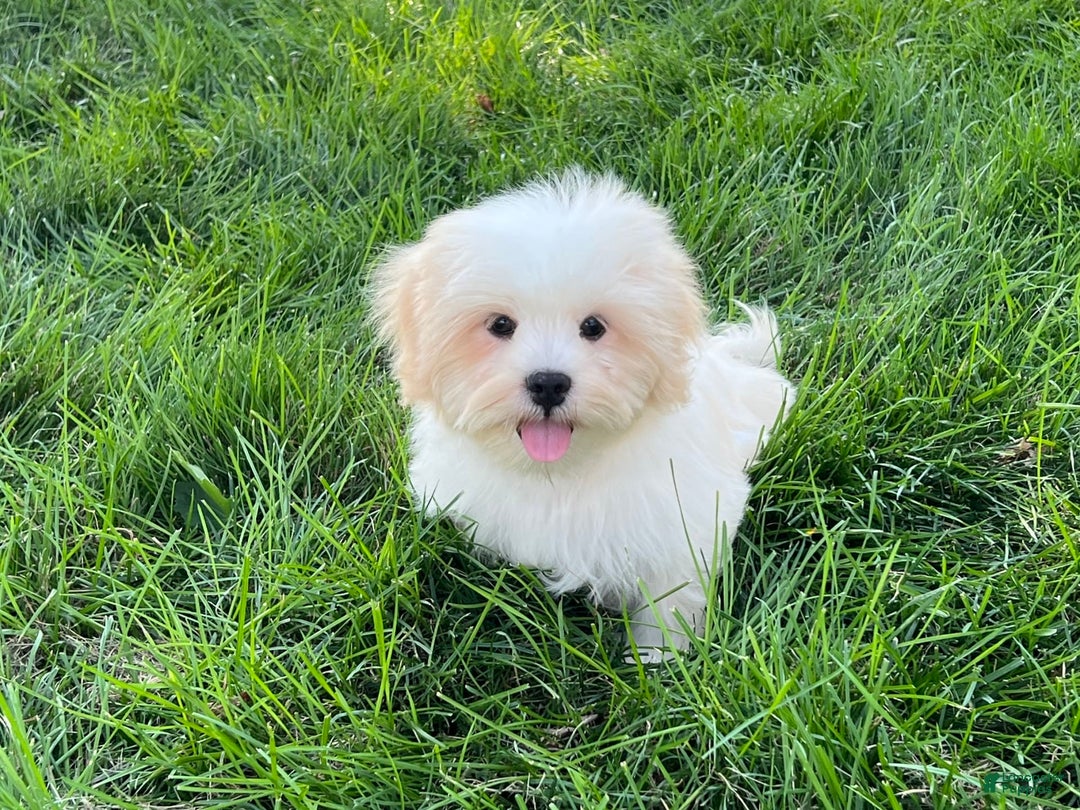 Lhasa Apso dogs for sale: Beau - Ad 12