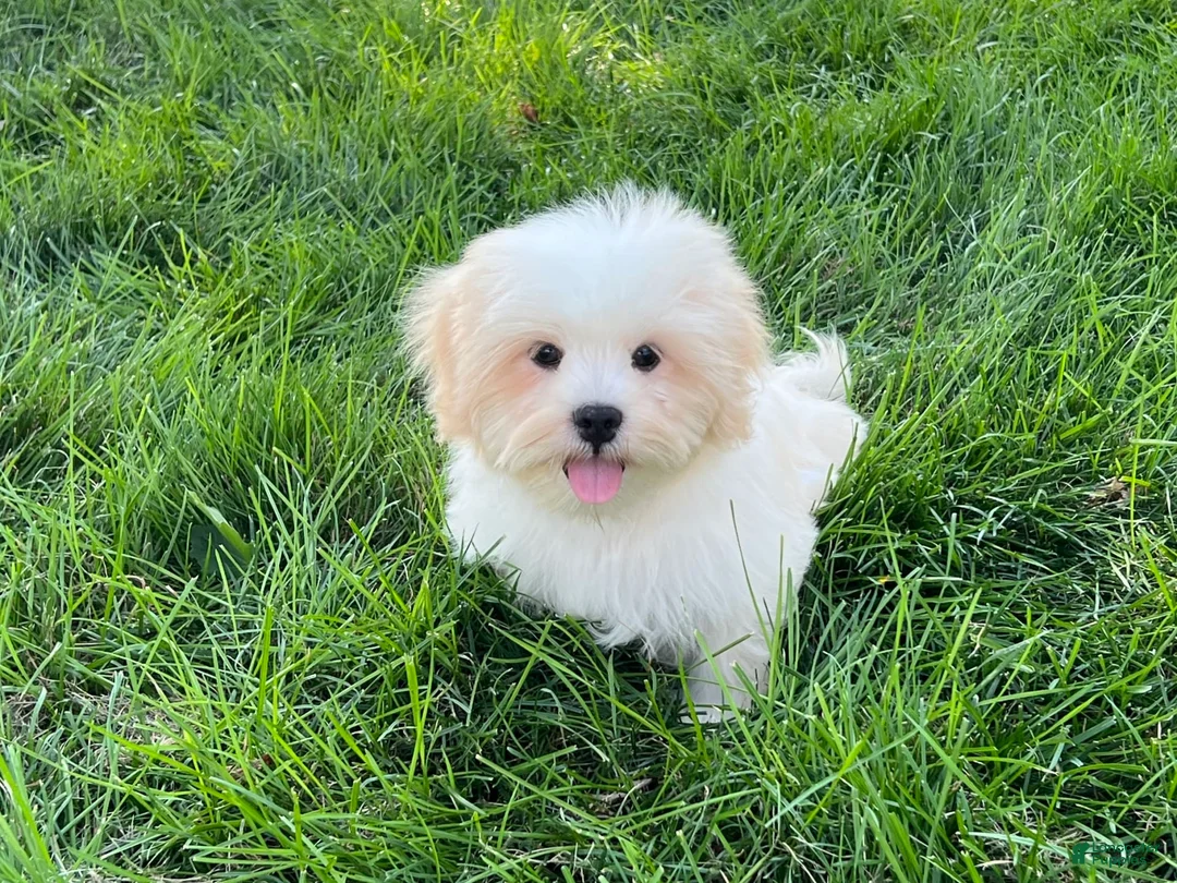 Lhasa Apso dogs for sale: Beau - Ad 2