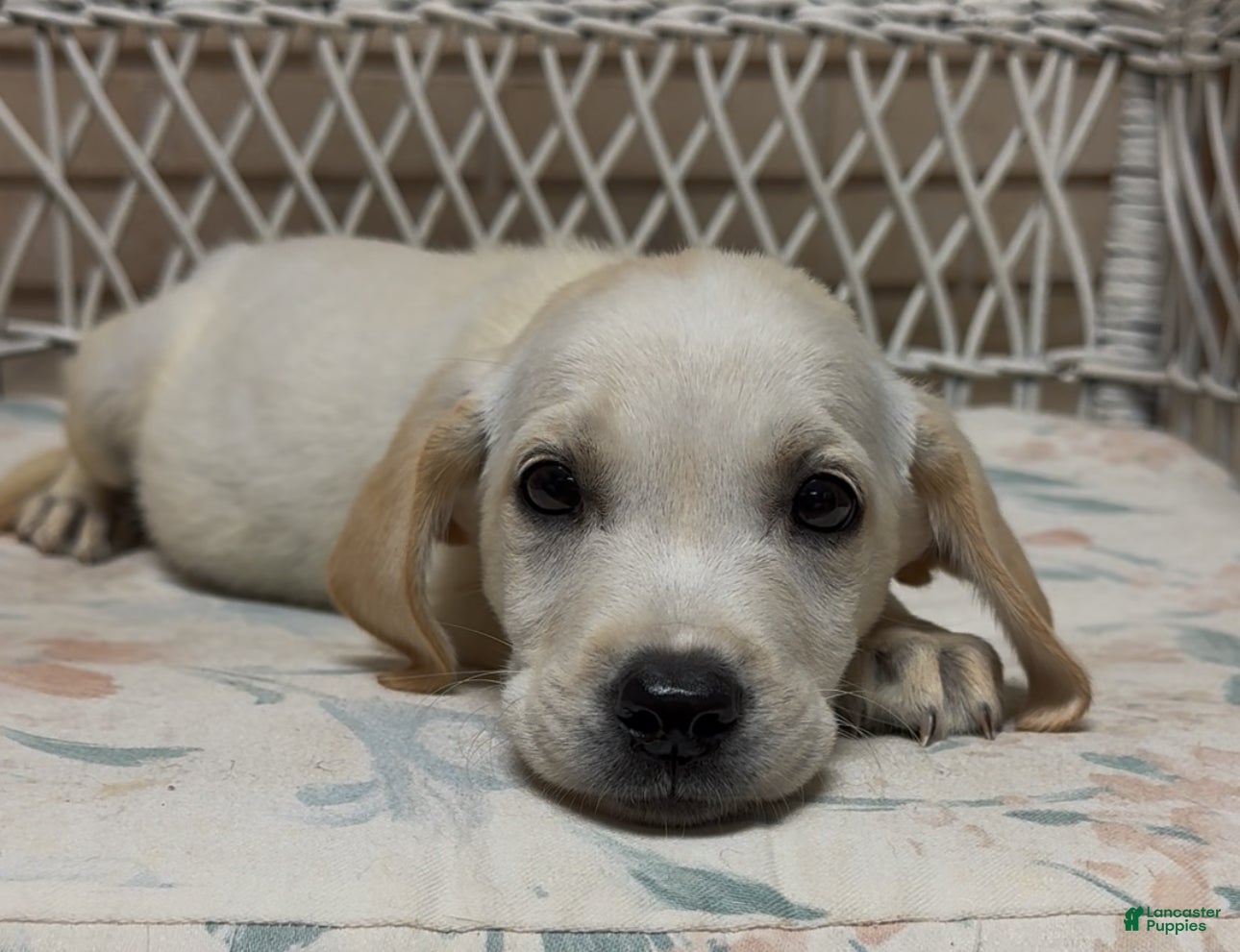 Labrador Retriever dogs for sale: Labrador Retriever Jackie - Ad 81