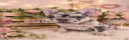 French Bulldog dogs for sale: Skye - Ad 2