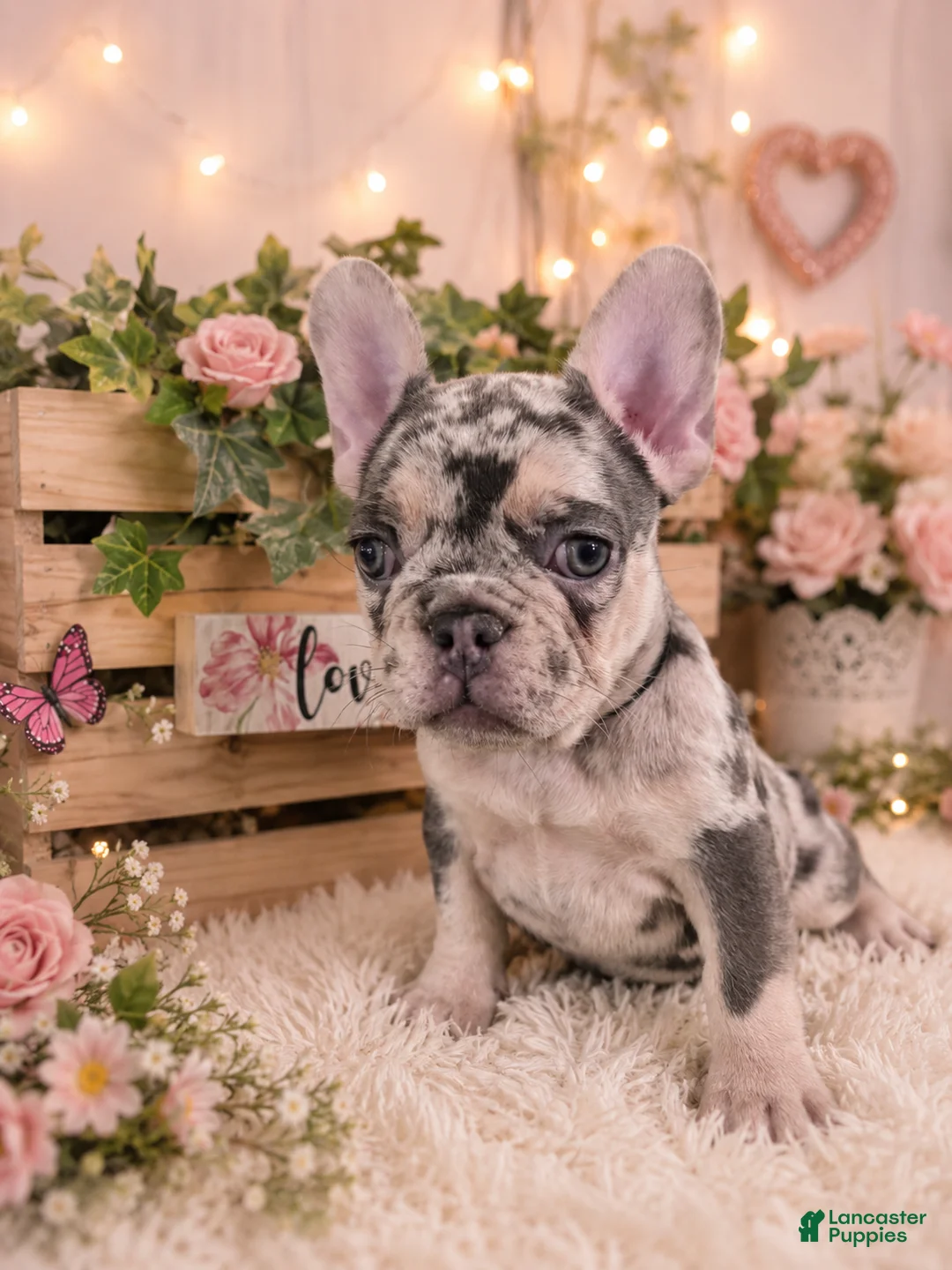 French Bulldog dogs for sale: Skye - Ad 2