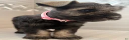 Miniature Schnauzer dogs for sale: Jessie - Ad 4