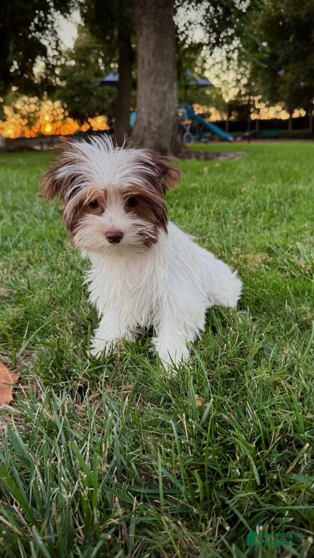 Yorkshire Terrier dogs for sale: Cocobean - Ad 2