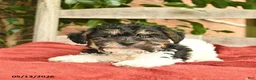 Yorkiepoo dogs for sale: Cheif  - Ad 3