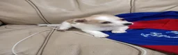 Mixed Breed dogs for sale: Mixed Breed 2 - Ad 2