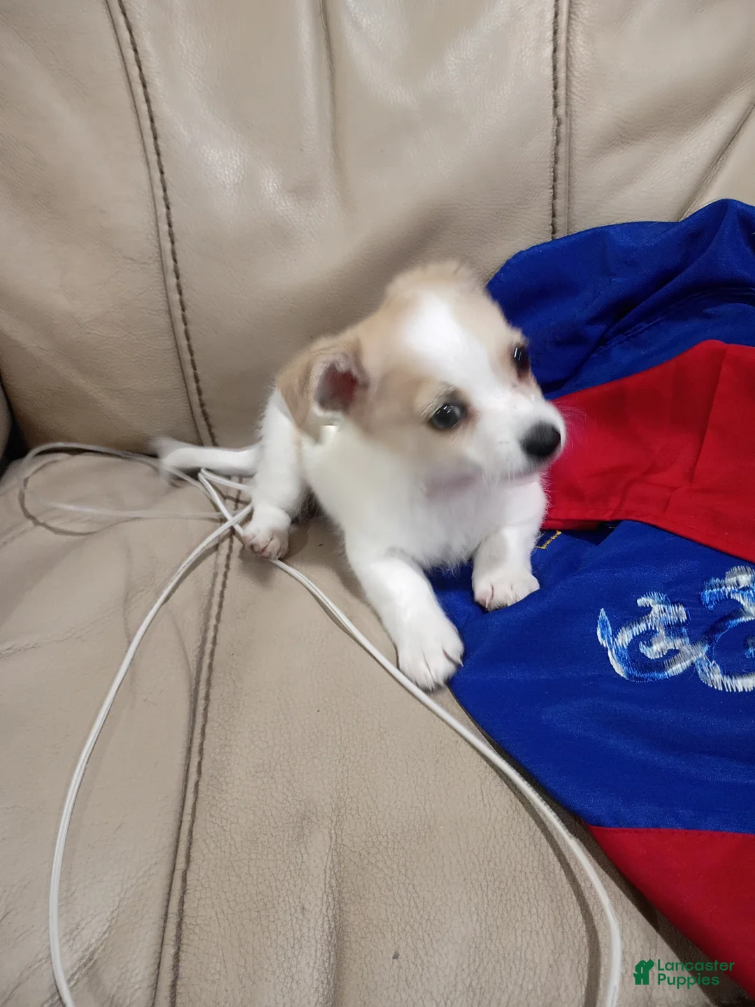 Mixed Breed dogs for sale: Mixed Breed 2 - Ad 2