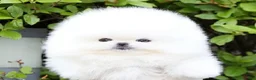 Pomeranian dogs for sale: Pomeranian 1 - Ad 9