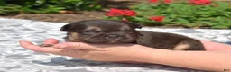 French Bulldog dogs for sale: Colby - Ad 5