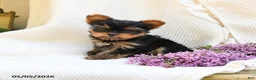 Yorkshire Terrier dogs for sale: Champagne - Ad 5