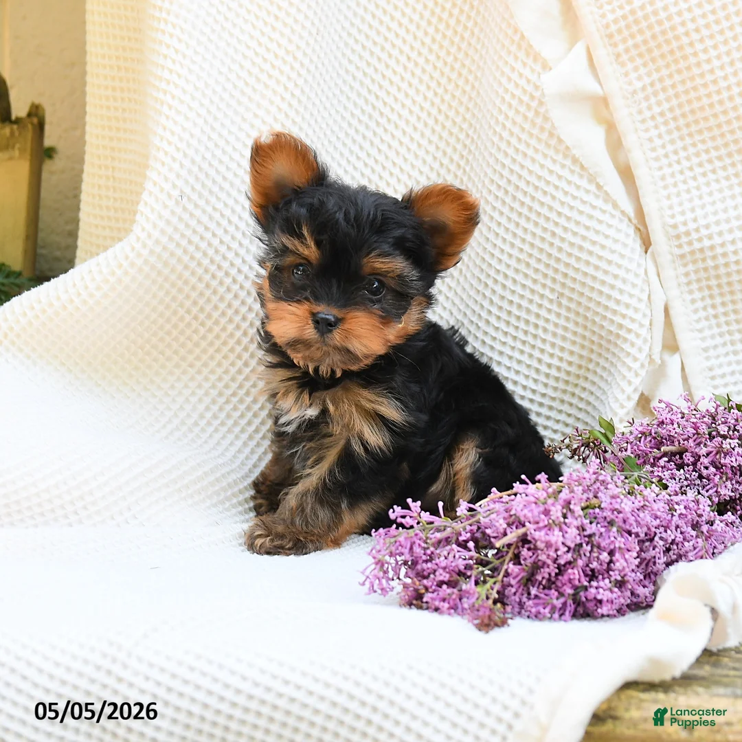 Yorkshire Terrier dogs for sale: Champagne - Ad 5