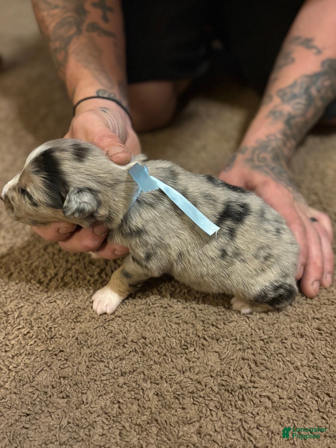 Australian Shepherd dogs for sale: Waffles.  - Ad 2