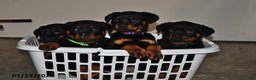 Rottweiler dogs for sale: Sasha - Ad 3