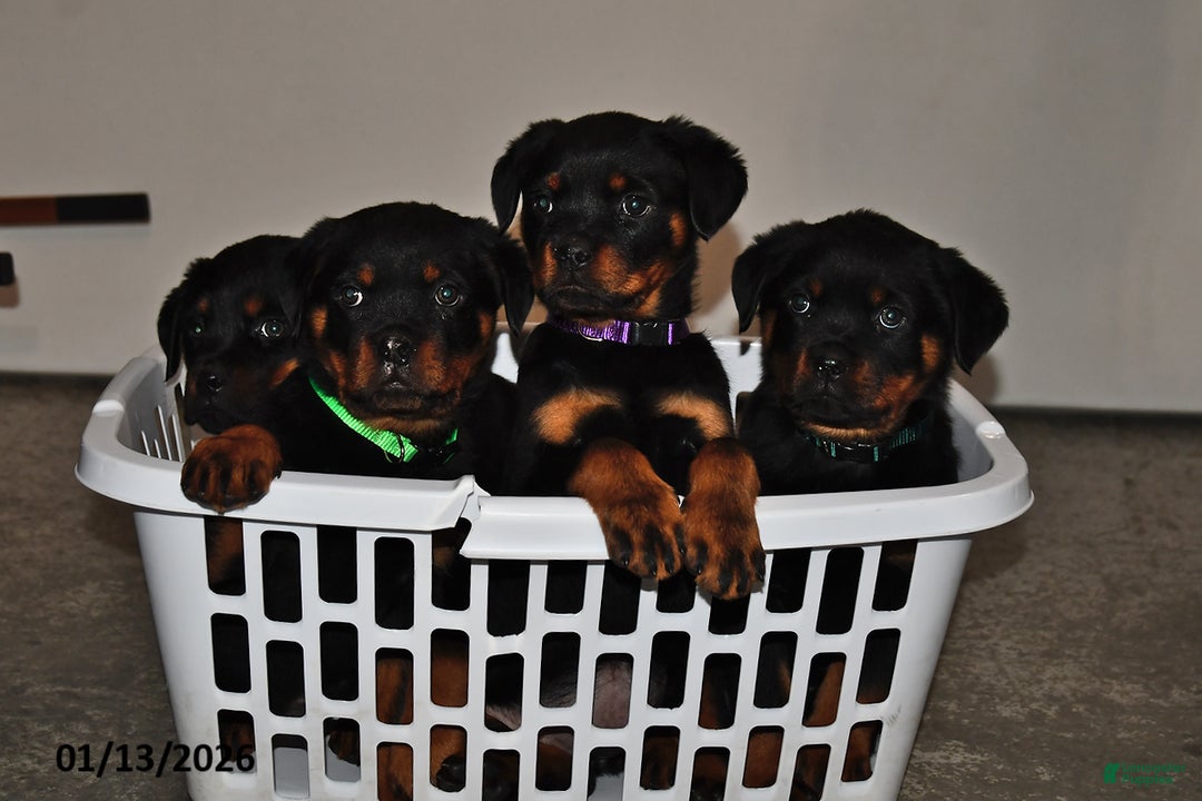 Rottweiler dogs for sale: Sasha - Ad 3