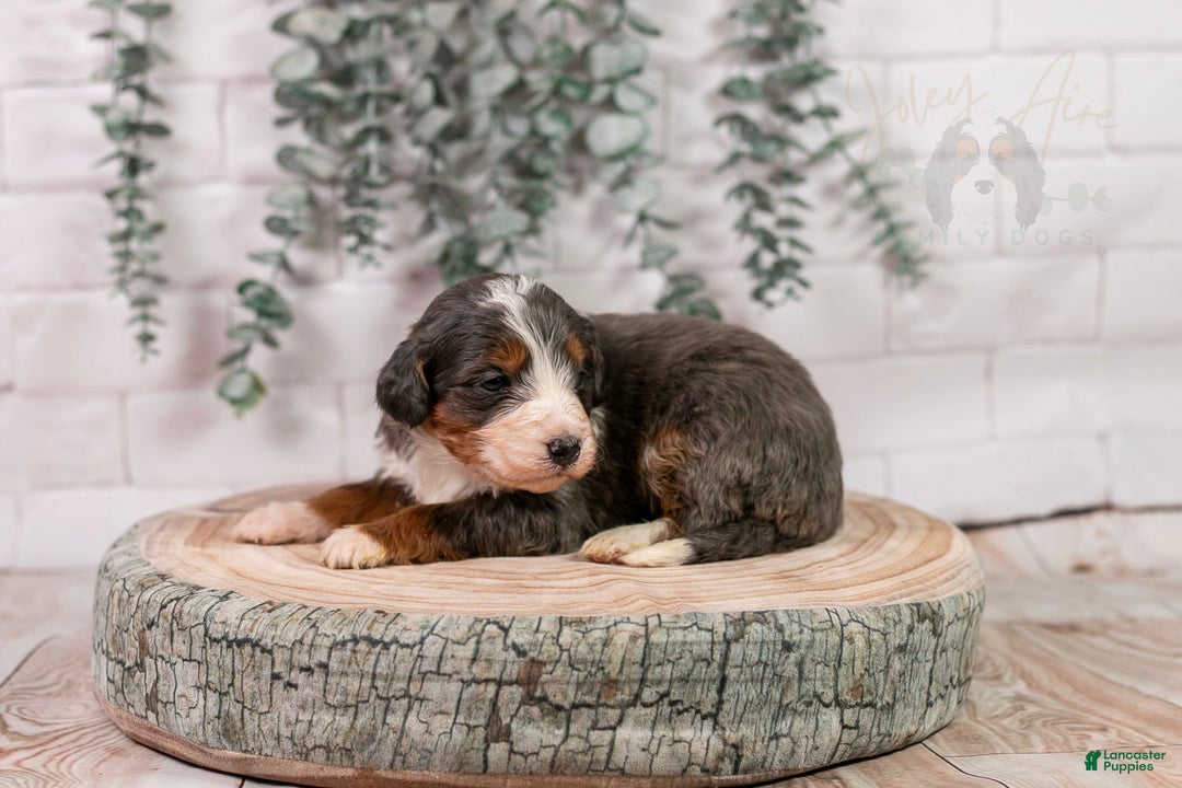 Bernedoodle dogs for sale: Nordic - Ad 13
