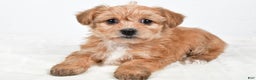 Morkie dogs for sale: Nikki - Ad 1