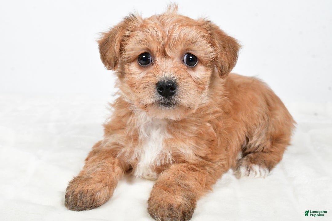 Morkie dogs for sale: Nikki - Ad 1