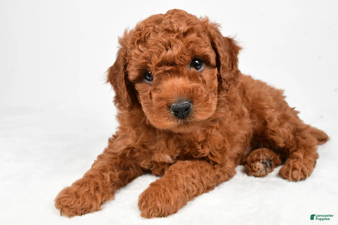 Miniature Poodle dogs for sale: Rocky - Ad 3