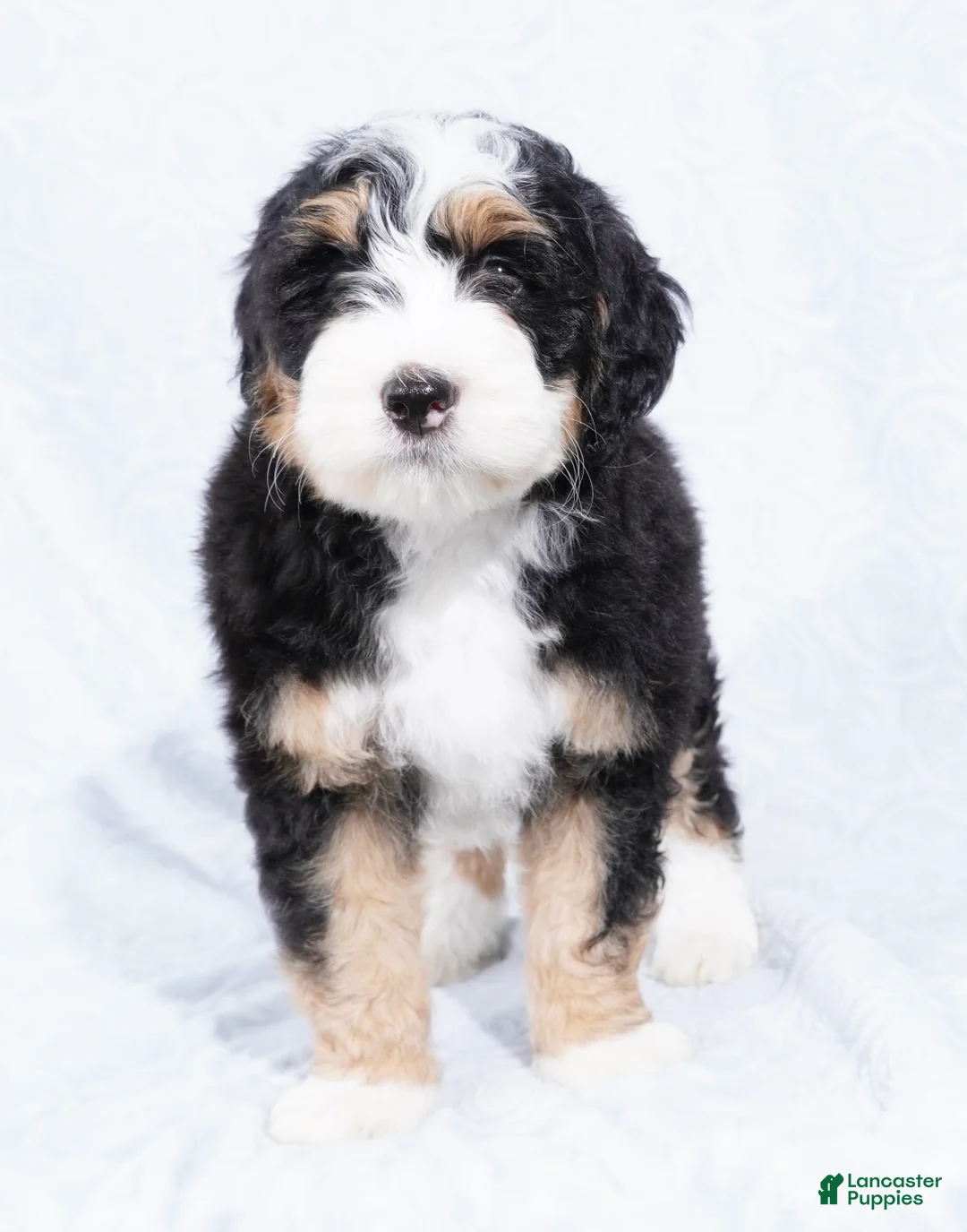 Mini Bernedoodle dogs for sale: Nora  - Ad 2
