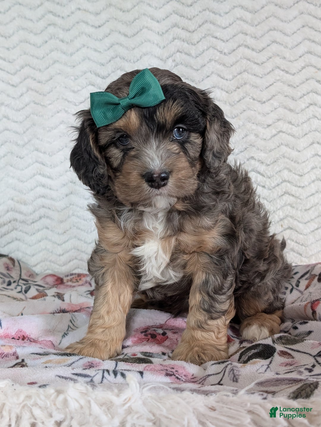 Cavapoo dogs for sale: Charlie  - Ad 16