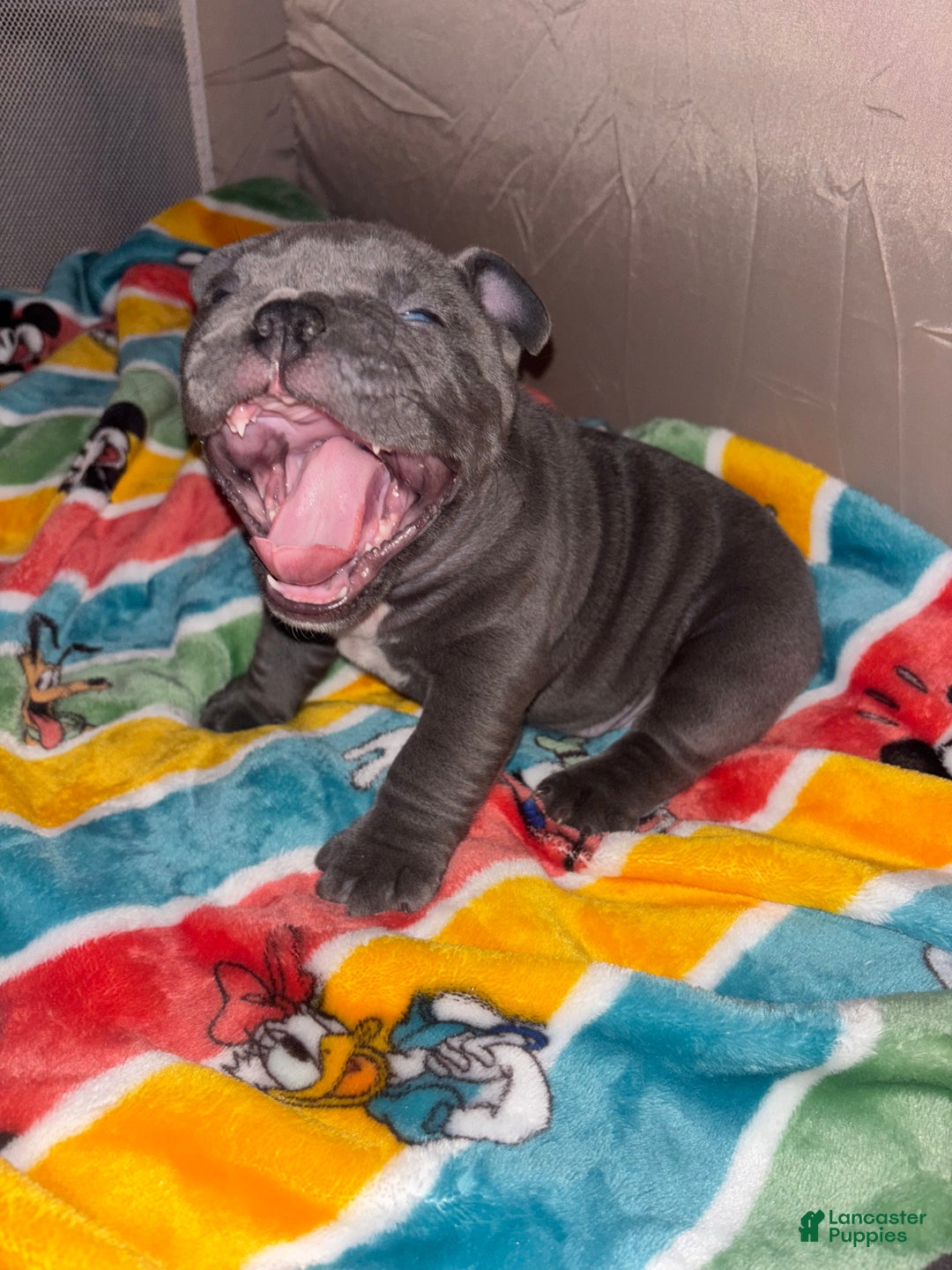 American Bully dogs for sale: American Bully Puppy 2 - Ad 1