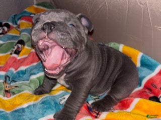 American Bully dogs American Bully Puppy 2 - Ad 21