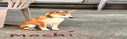 Shiba Inu dogs for sale: Mochi - Ad 2