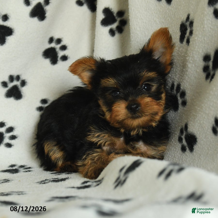 Yorkshire Terrier dogs Quinton - Ad 2