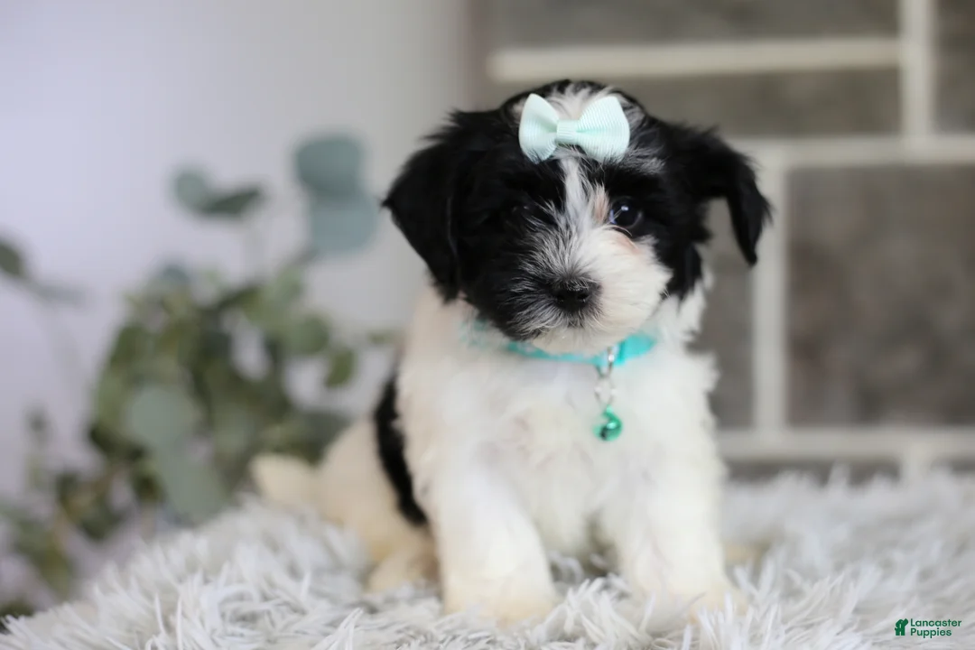 Maltipoo dogs for sale: Izzy - Ad 2