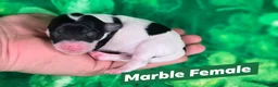Maltipoo dogs for sale: Marble - Ad 1