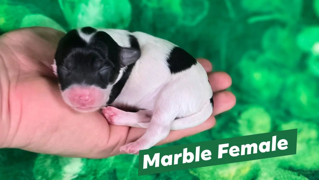Maltipoo dogs for sale: Marble - Ad 1