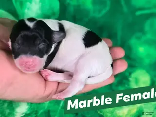 Maltipoo dogs Marble - Ad 20