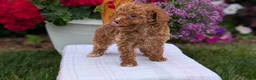 Toy Poodle dogs for sale: Luna - Ad 10