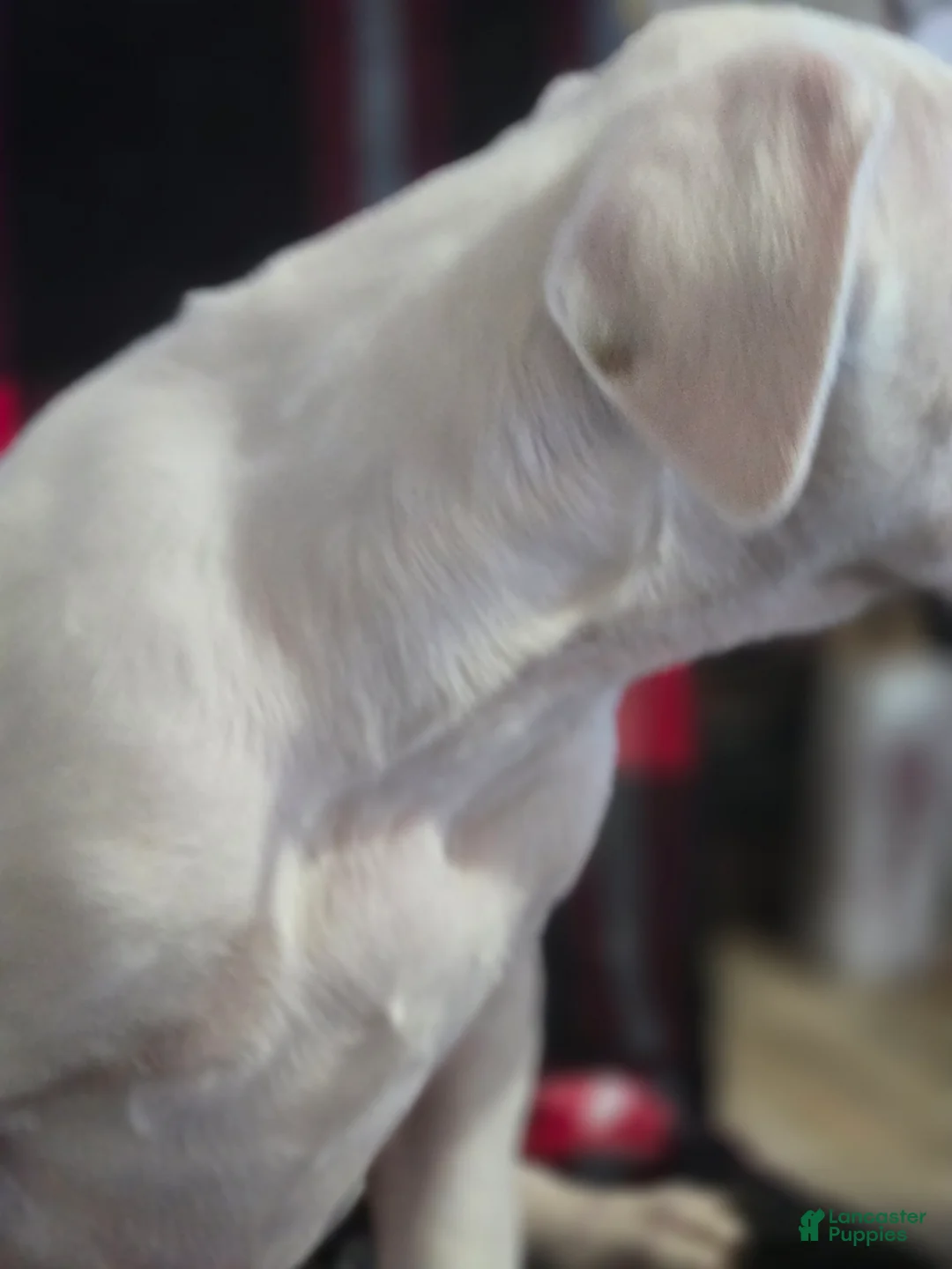 Boxer dogs for sale: Stevie - Ad 7