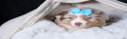 Miniature Australian Shepherd dogs for sale: SCOOTER - Ad 17