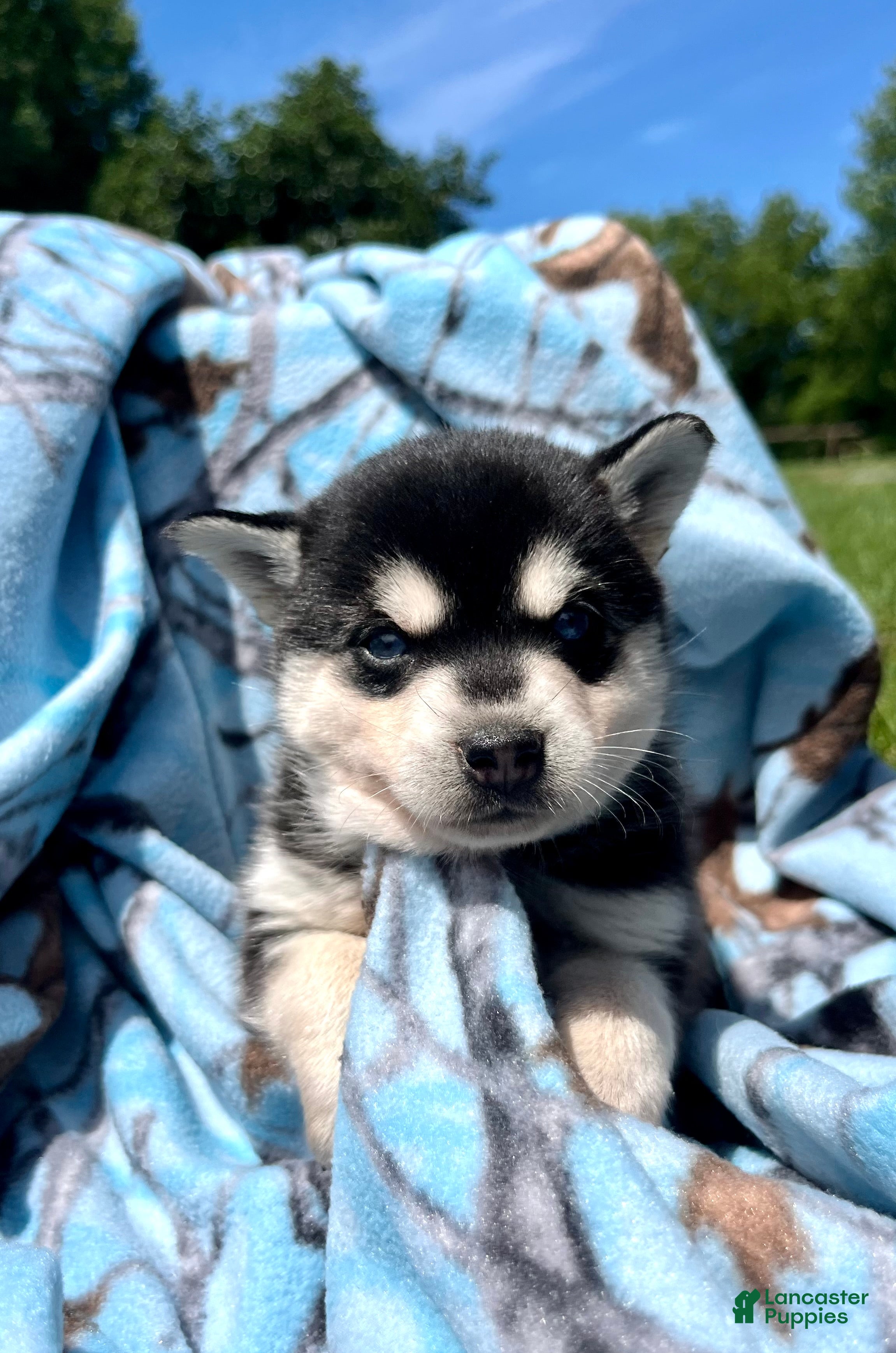 Alaskan Klee Kai dogs Ice Princess❤️ICA Registered🐾Text or call  - Ad 1