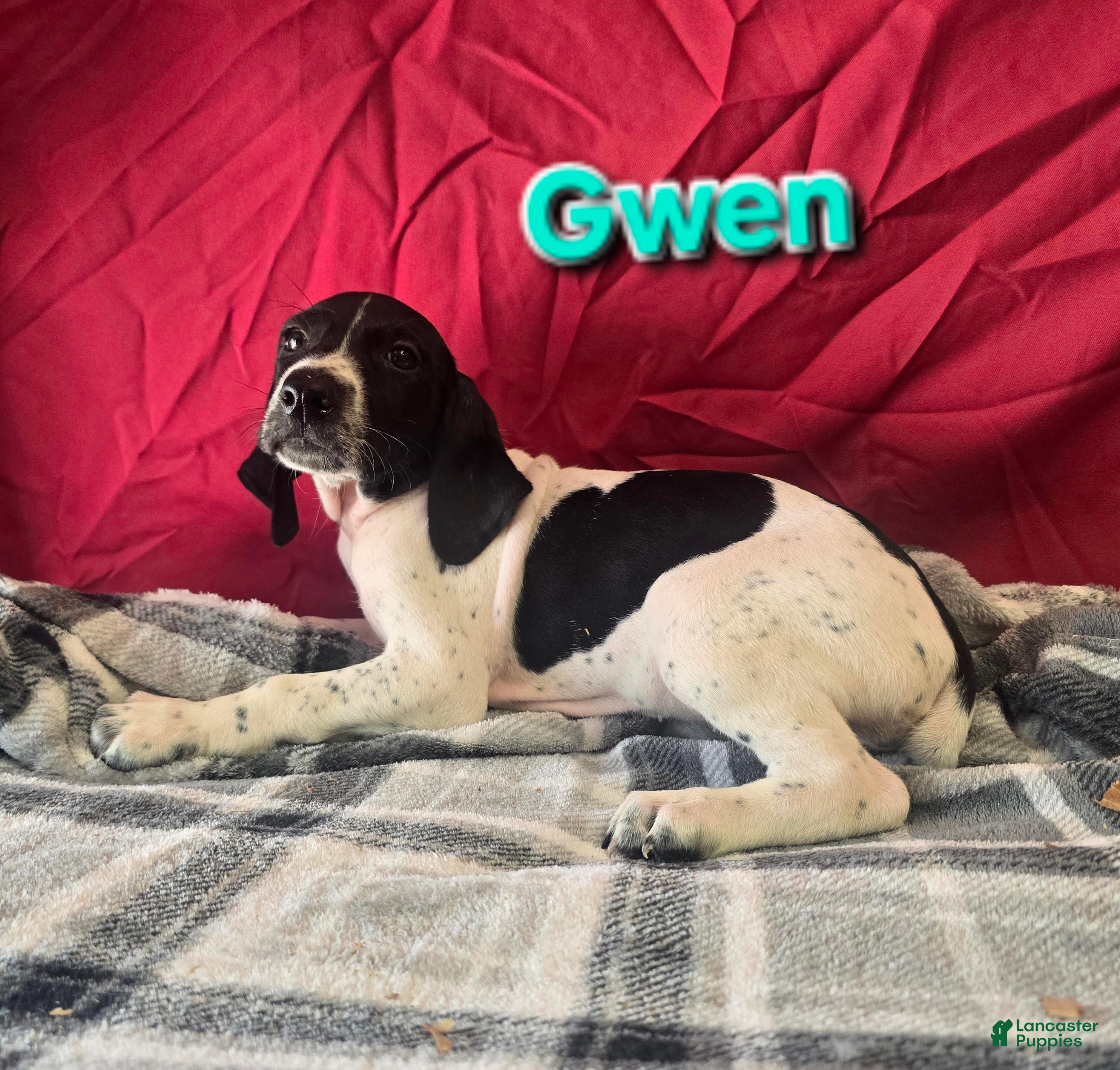 German Shorthaired Pointer dogs for sale: GWEN - Ad 1