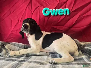 German Shorthaired Pointer dogs GWEN - Ad 20