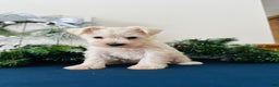 Miniature Schnauzer dogs for sale: Iris - Ad 10