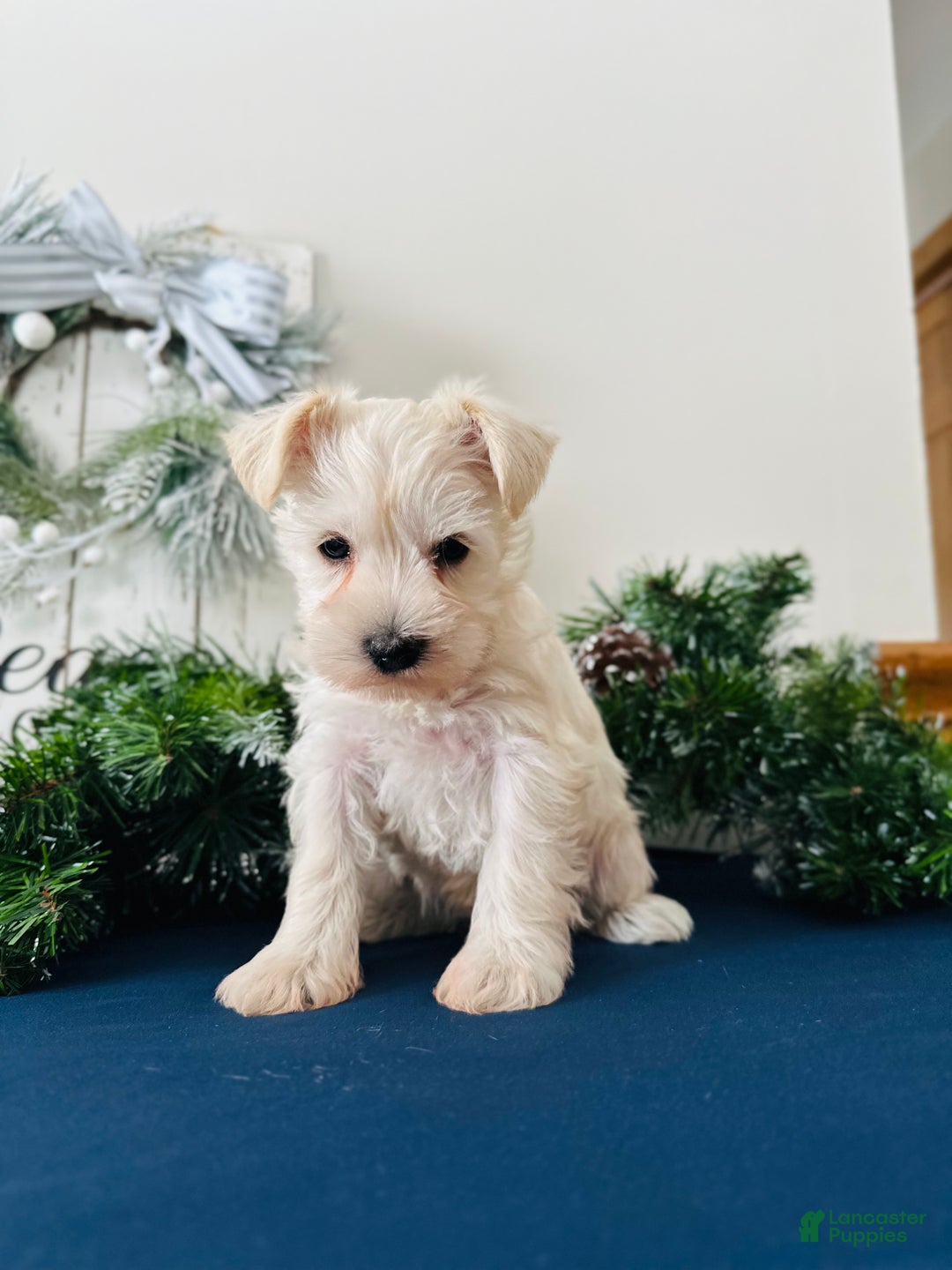 Miniature Schnauzer dogs for sale: Iris - Ad 10