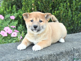Shiba Inu dogs - Ad 7