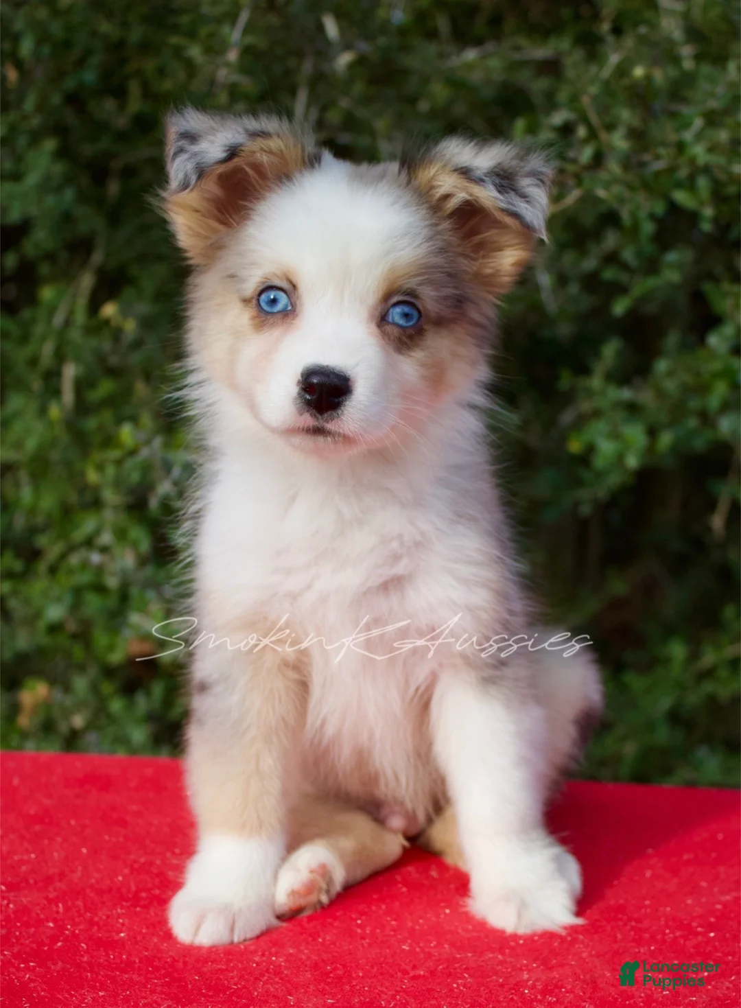 Australian Shepherd dogs for sale: Rex - Ad 1
