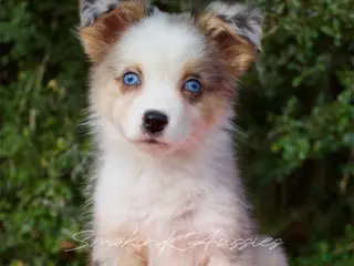 Australian Shepherd dogs Rex - Ad 23