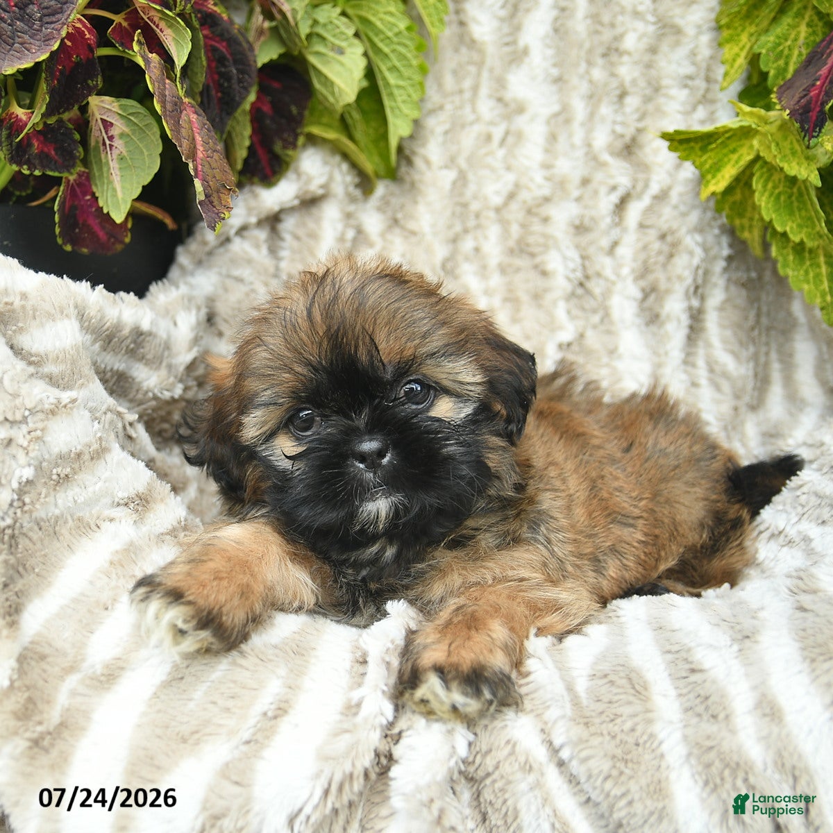 Shih Tzu dogs Callie  - Ad 2