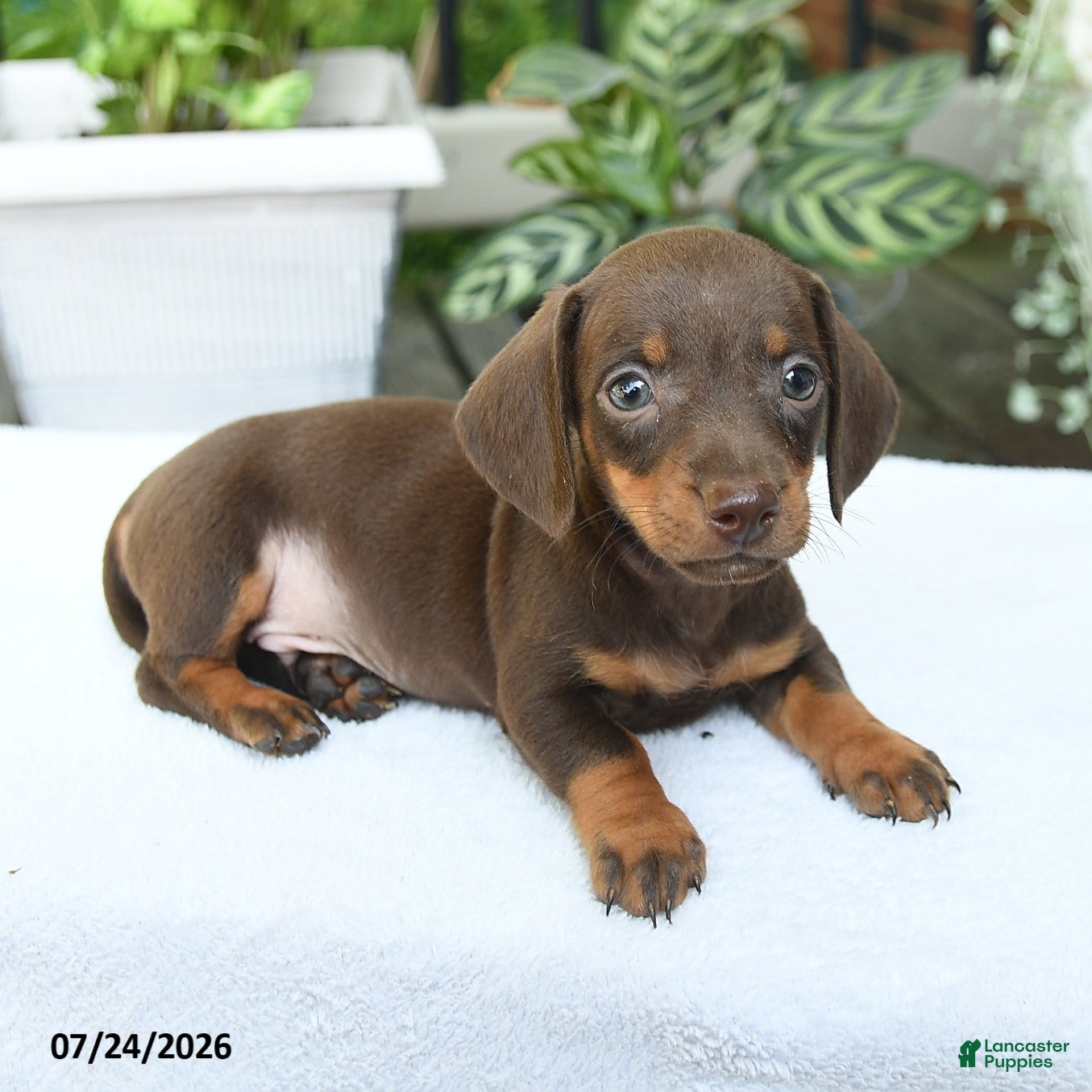Miniature Dachshund dogs Dorian - Ad 2