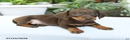 Miniature Dachshund dogs for sale: Dorian - Ad 2