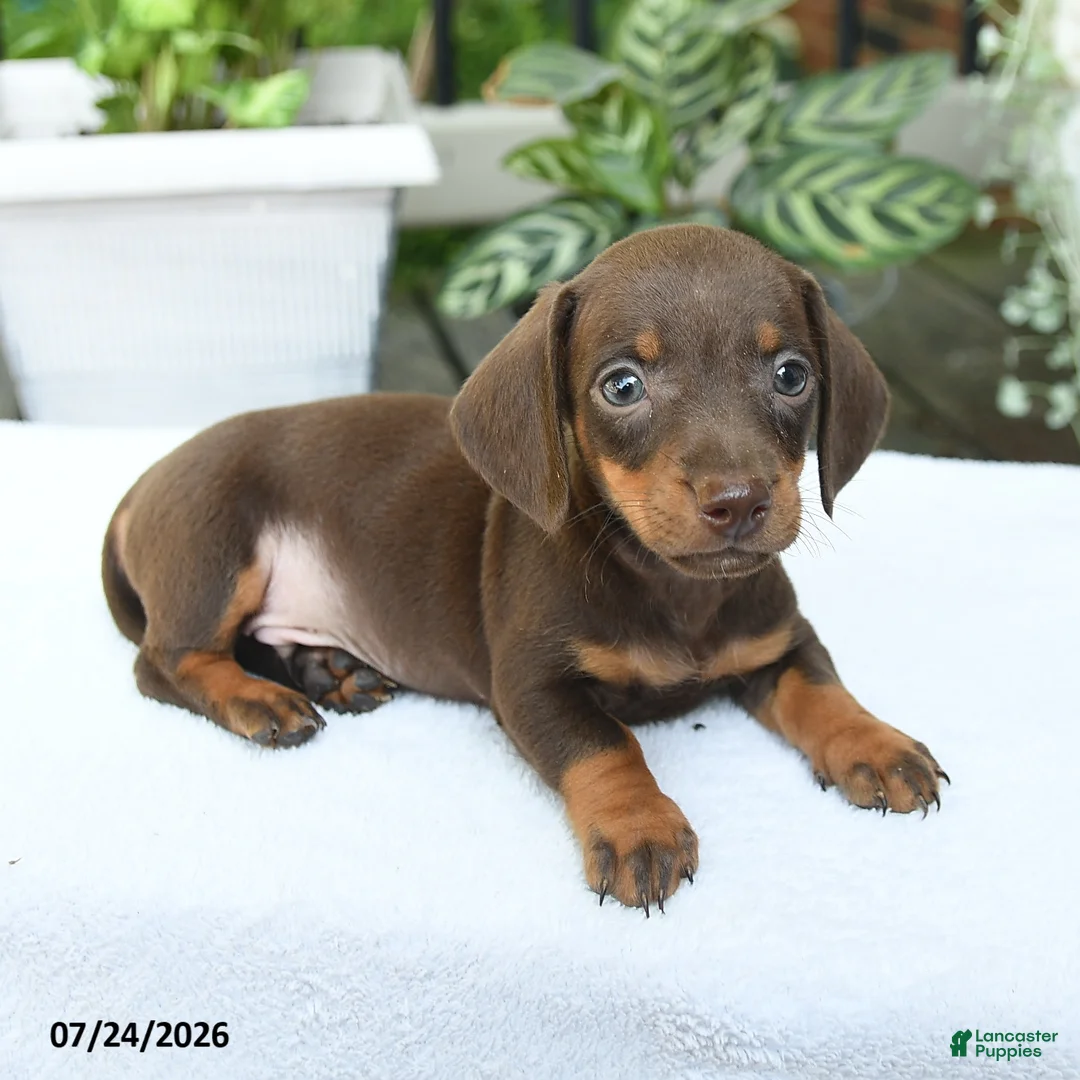 Miniature Dachshund dogs for sale: Dorian - Ad 2