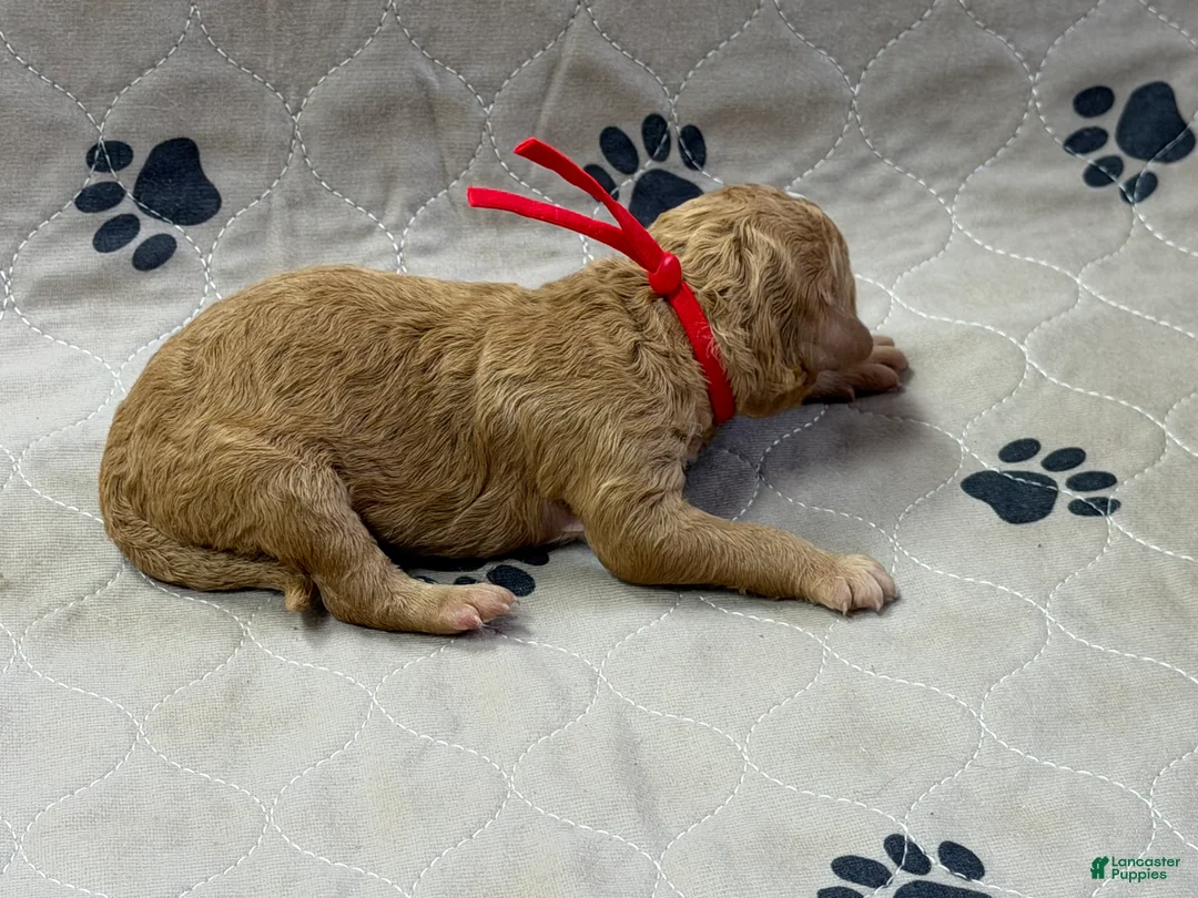 Goldendoodle dogs for sale: Red - Goldendoodle Puppy 10 - Ad 3